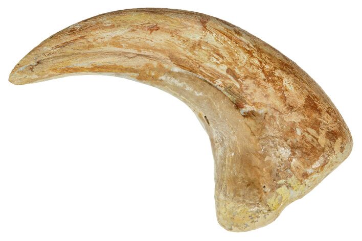 Fossil Raptor Hand Claw - Hell Creek Formation, Montana #245928